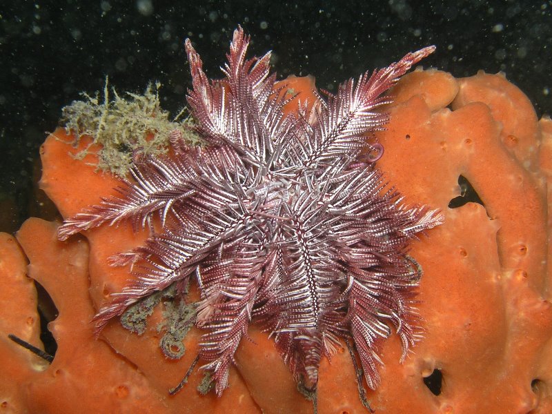 Echinoderms - Port Stephens Marine Life