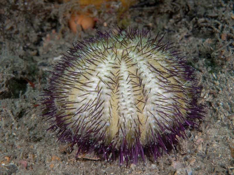 Echinoderms - Port Stephens Marine Life